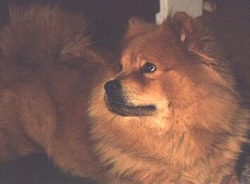 Kangting, the rescued chow chow